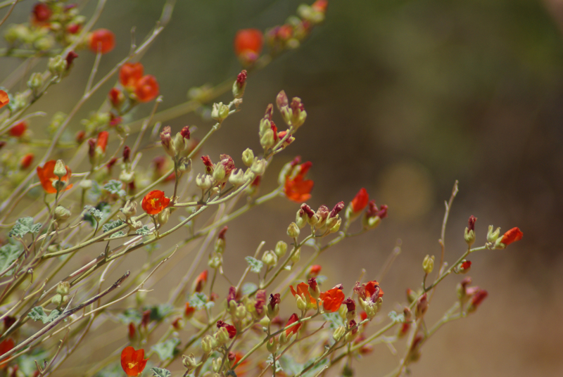 redrockredflower.jpg